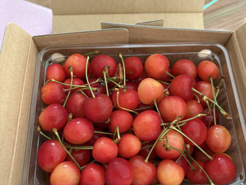 🍒スーパーBIGセール🍒【朝どれ】《紅秀峰》さくらんぼ 山形県東根産