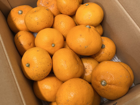 柑橘の大トロ　せとか（訳あり5㎏）