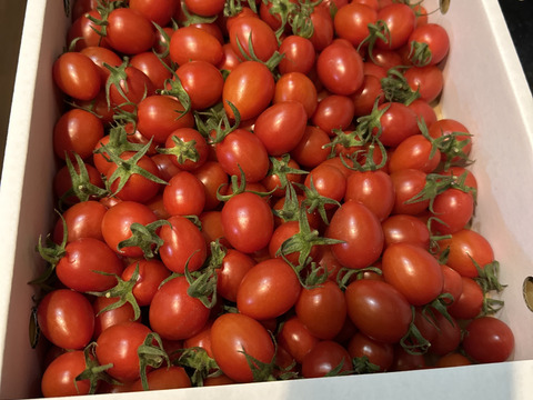 笑顔溢れる甘さ超濃厚ミニトマト「トマランタン3kg」【家庭用