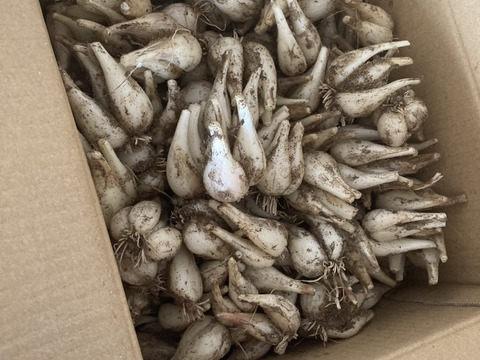 限定栽培】農薬不使用の根付き生らっきょう 2kg 【収穫から