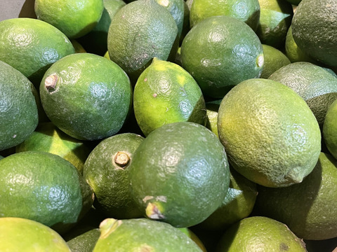 愛媛産！！  レモン　5ｋｇ 
訳ありサイズバラバラ！