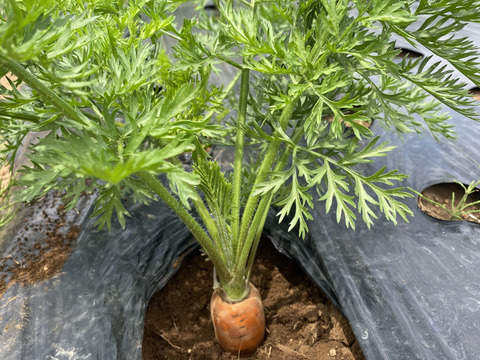 はぴぱら産の甘い葉付きにんじん🥕(1kg)