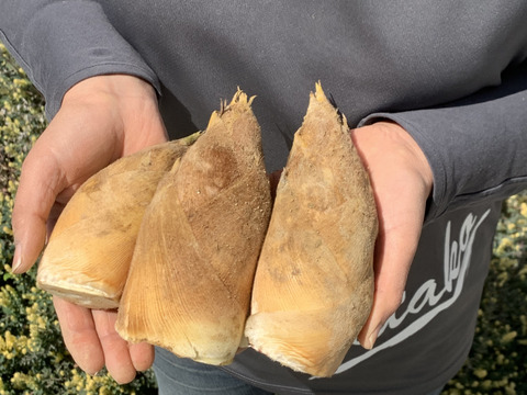 【京都産】朝掘り京たけのこ（こぶりサイズ）｜使いやすい日常用