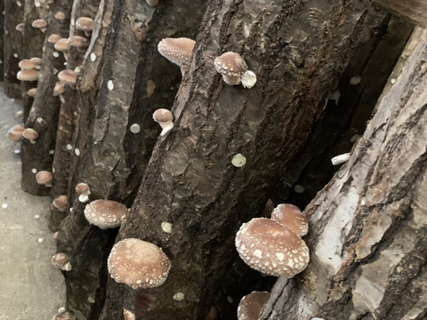 原木椎茸２袋、ズッキーニ4本、花ズッキーニ15本‼️3点セット❗️