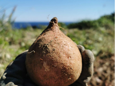 五島直送！潮風 × 火山灰土が育てた熟成島さつまいも『安納芋』２kg