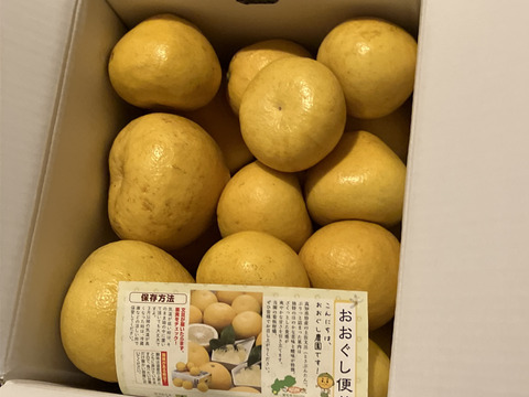 【土佐文旦訳あり10kg】日本で一番みかんと暮らしてる私たちにお任せください！