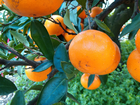 せとか(ご家庭用・3kg)