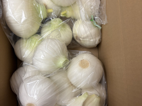 新玉ねぎ白剥き5kg‼️白剥き新玉ねぎお買い得‼️淡路島新玉ねぎ白剥き5kg‼️主婦の味方❗️生ゴミ無し❗️即使える🧅特別栽培農産物