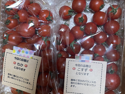 笑顔引き出す！みにとまとの食べ比べ 1kg