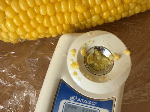 【完売】🌽とうもろこし「おおもの」糖度20度超え！約3kg訳あり・数量限定🌽