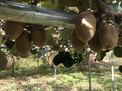 とっても甘〜い♪こだわりのゴールデンキウイ (3K)