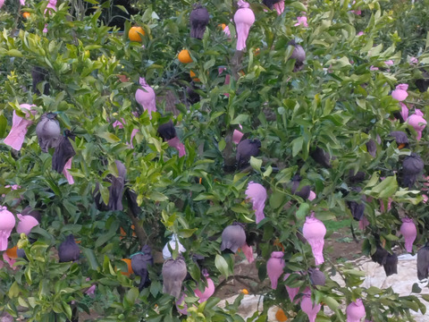 静岡県産　はるみオレンジ　約4.0㎏