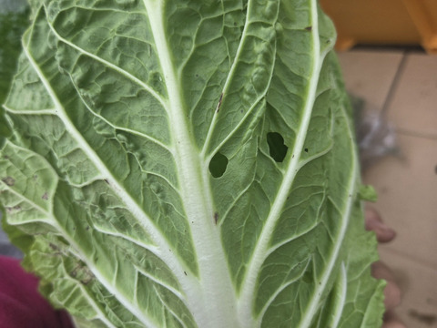 【荷合発送　少人数向け】少量内容量！白菜×大根セット