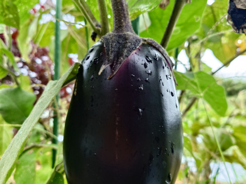 〘【自然栽培初物！！秋の野菜セット鶴首かぼちゃ・さつまいも・ニンニク・唐辛子】〙5500円固定種 在来種 ！!おまかせ野菜セット無肥料 農薬不使用 80サイズ【5キロ前後】　内容は時期により異なります