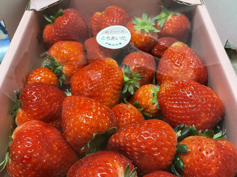 【規格外】ジャム用・たっぷり約2kg