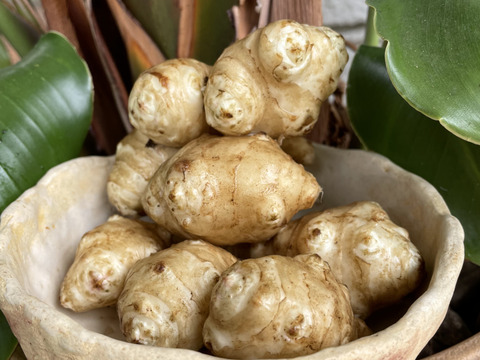 神奈川県産の健康野菜キクイモ【鮮度を保つ為、土付き】農薬、肥料不使用お試しの1kg！