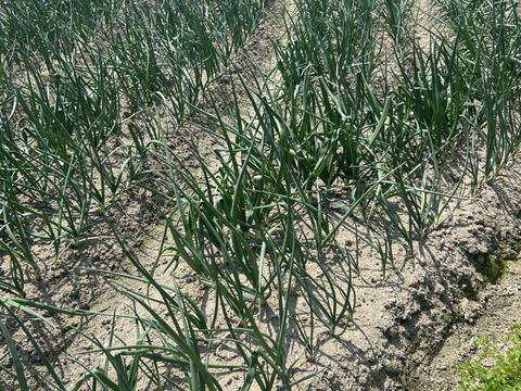 【淡路島産】淡路島玉ねぎ10kg M〜LLサイズ混合