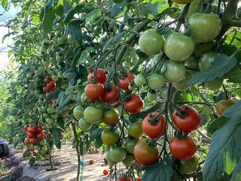 【夏ギフト】カラフルミニトマト食べ比べセット　1.5kg