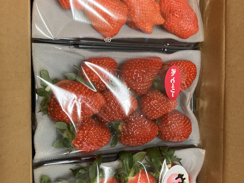 ⭐️2品種⭐️
やよいひめとその日のおすすめ【果汁たっぷり濃厚】【いちご食べ比べ】320g×3トレー　余り見ない大きさにビックリ✨