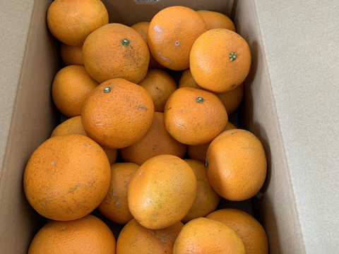 【まるでゼリー！】清見オレンジ 5kg 和歌山県産