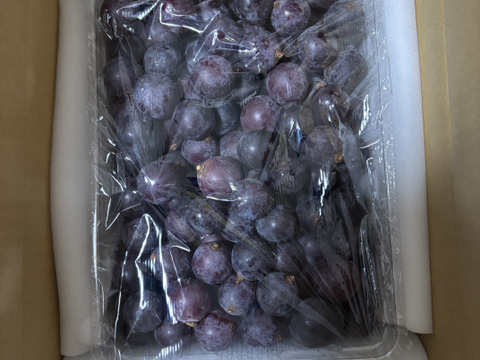 🍃🍇ジャム•ジュース加工用巨峰粒✤訳アリ巨峰粒パック🍇🍃【2025ご家庭用🉐大パック約1,500㌘】雹傷＆猛暑被害訳アリ/内容変更/再々追加販売中