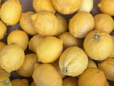 訳あり　愛媛県産　瀬戸内　栽培期間中農薬不使用　国産レモン　2kg