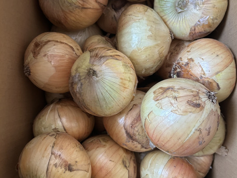 【白子町特産】✨林農園の新玉ねぎ✨（10kg）