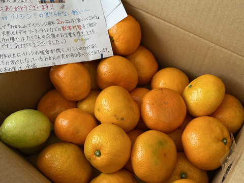 有田みかん【大玉】5kg（箱込）