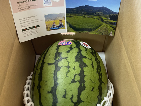 【大人気‼︎】名産地熊本県よりお届け‼︎小玉スイカ1玉入り(2kg以上）