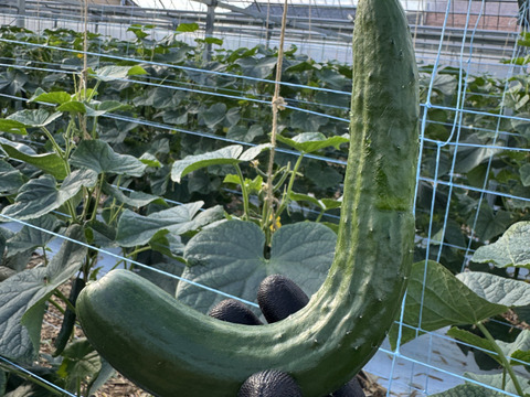 【訳あり】"おいしい水分補給"で熱中症対策『湧水きゅうり』 4kg：約30本