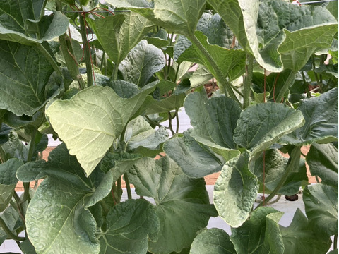 茨城県産 アールスメロン 1玉【特秀】