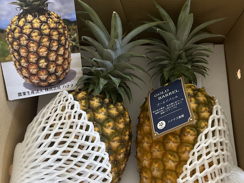 《最高峰パイナップル》ハナナス農園のゴールドバレル【2玉〜3玉】約3kg