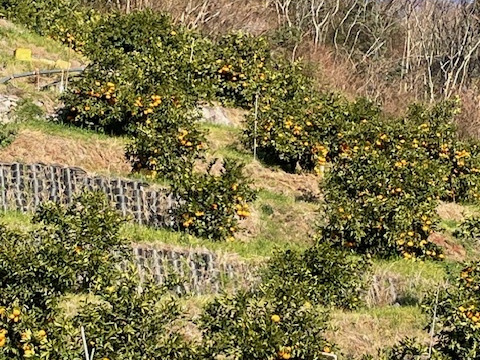 箱込5.5kg倉橋ミカン食べてクレ園の、はるみ 広島県　倉橋島はるみ
