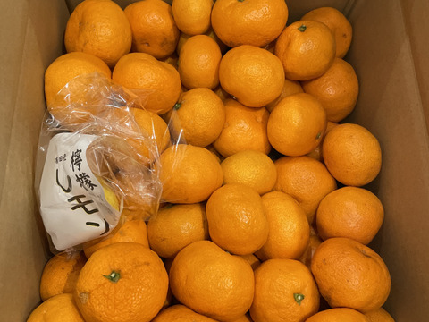 蔵で少しねんねしてもらった　向山中生みかん　１．２級こみこみ　9ｋｇ