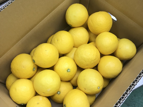 ニューサマーオレンジ　ご家庭用5㎏