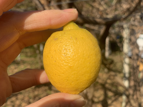 【ゲン担ぎ福袋】おまけ付き！熟すと甘～いグリーンキウイ〈みつばちキウイ®〉中玉1.3㎏＋ひとくちキウイ＋レモン