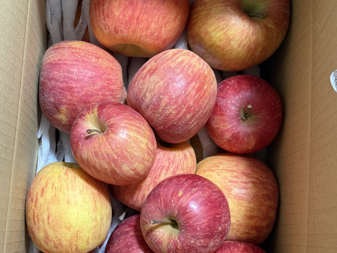 こだわりの葉取らずふじ 家庭用 さんフジ 山形 朝日町産 りんご 約5kg 20個程度