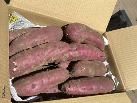 【訳あり品！】ふくむらさき.サツマイモ　茨城県産　5kg M〜2L 土付き