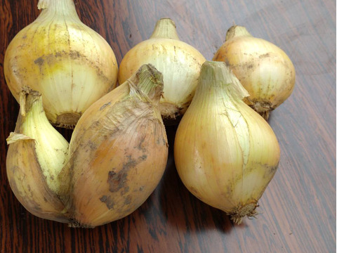 【双子ちゃん等訳あり☆】いっぺん食べてくろ！実は生産量上位の栃木の新玉ねぎ！　たまねぎ　玉葱　タマネギ　玉ネギ　tamanegi