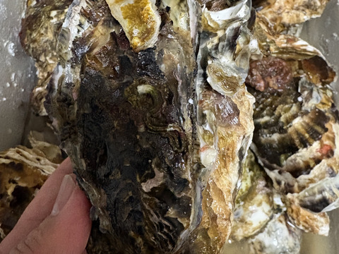 5kg 海から水揚げしたままの牡蠣【要説明確認】生食用 ムール貝 アカザラガイ 手間のかかる牡蠣です 生牡蠣 牡蛎 kaki oyster 松島牡蠣屋 かき カキ 半分程度は不要なゴミが出ます BBQ