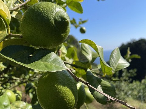 -爽やか芳醇-  グリーン『ATAMI de LEMON®』4Kg〔秀・優〕この季節だけの期間限定