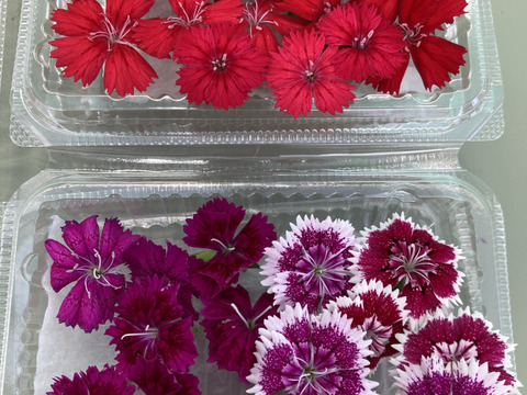 エディブルフラワー　ナデシコ20輪