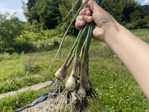 〜南国土佐旬便り〜農薬・化学肥料不使用! 爽やかな辛味と香り《土つき》エシャレット【約500g】