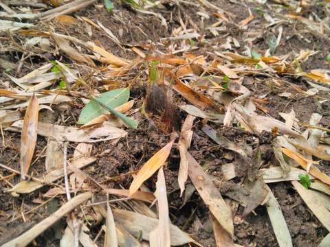 千早赤阪村産「朝掘り極上たけのこ」当日仕込み・真空水煮パック