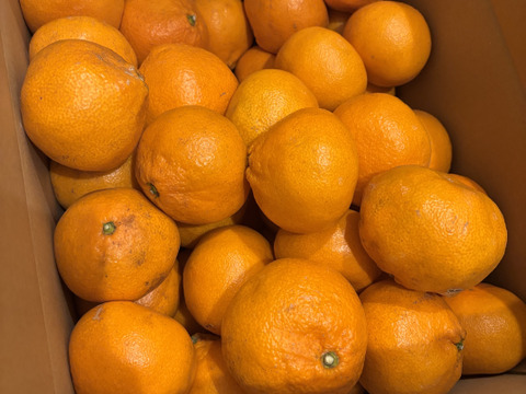 【超訳あり】完熟熟成みかん　10㎏（農家はジュース等に使用）