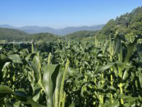 【期間限定】標高1000ｍで旨味！とうもろこし5本とおまかせ野菜セット