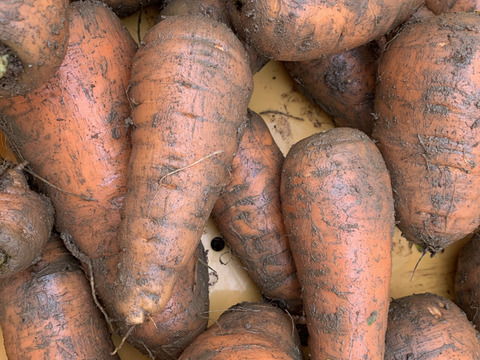 【自然栽培】鮮紅三寸人参 2kg