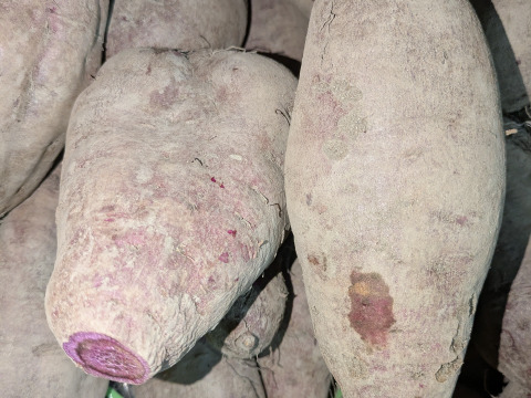 【規格外】鮮やかな紫色！紫芋（あやむらさき）4kg