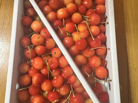 【訳あり】ご家庭用‼︎数量限定‼︎コスパ抜群‼︎1kg‼︎お買い得‼︎東根産佐藤錦