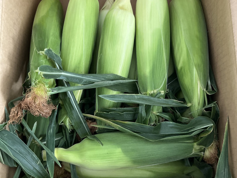 【感謝価格】※２箱ご注文用(5kg×2)※おおもの5kg　糖度20度前後にもなる激甘スーパースイートコーン！！